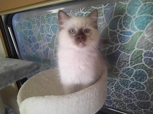 Heilige Birma kitten abgabebereit