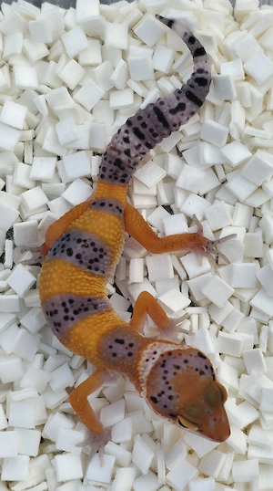 Leopardgeckos aus Hobbyzucht versch. Farbformen wie Tangerine,Bell,BlackNight,Snow