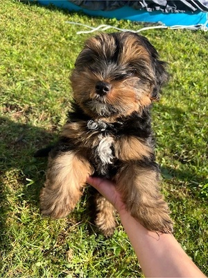 Shih Tzu - Yorkshire Terrier Mix