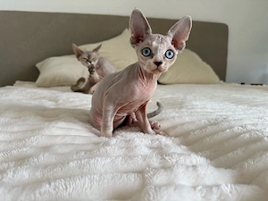 Devon Rex Katze 1,5J. und Kater 12 Wochen suchen neues Zuhause