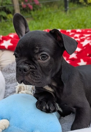 Sehr hübsche Französische Bulldoggen Welpen 