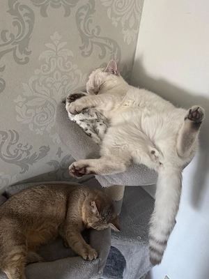 Katzen britisch kurzhaar