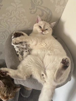 Katzen britisch kurzhaar