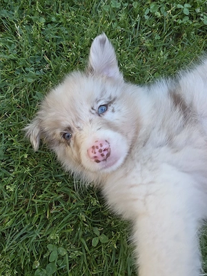 australian shepherd