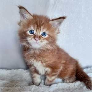 2 kleine Maine-Coon-Babys (ein Katerchen und ein Kätzchen).