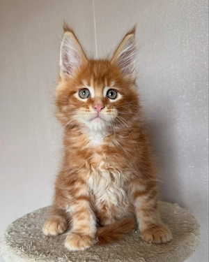 Kastrierte reinrassige Maine-Coon-Kätzchen