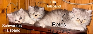 Liebevolle Katzenbabys (Kater) suchen ein neues Zuhause!