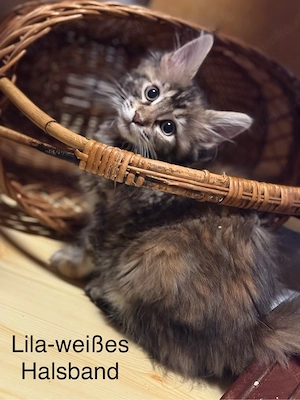 Liebevolle Katzenbabys suchen ein neues Zuhause!