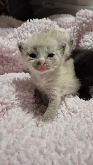 Siam kitten mix katzen ragdoll