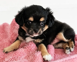 Die kleine Amber sucht ein liebevolles zu Hause