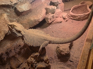 Bartagame Bock 