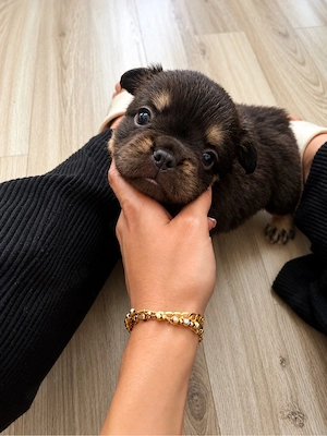 Französische Bulldoggen Welpen Fluffy & seltene Farben