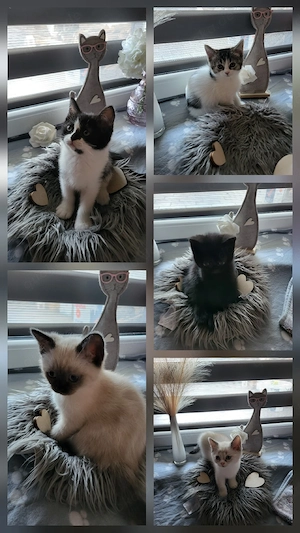 liebevolle Bkh babys sind auszug bereit 