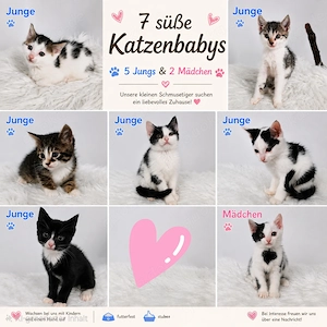  Liebevolle Katzenbabys suchen ein neues Zuhause 