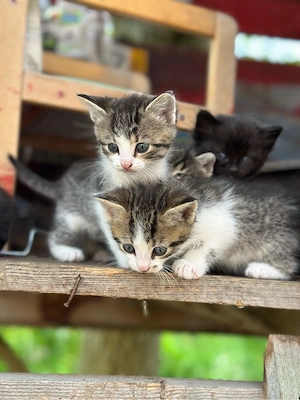 Baby Katzen