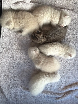 Süße bkh blh mix kitten