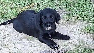 Goldendoodlemix