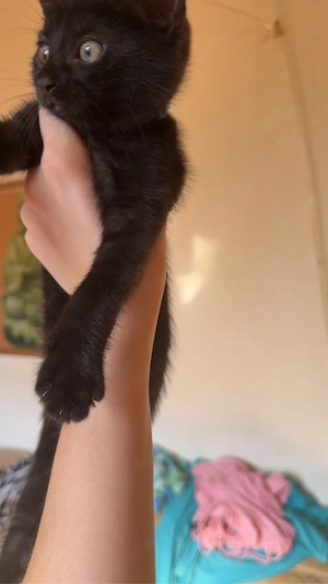 katze dori sucht ein liebevolles zuhause