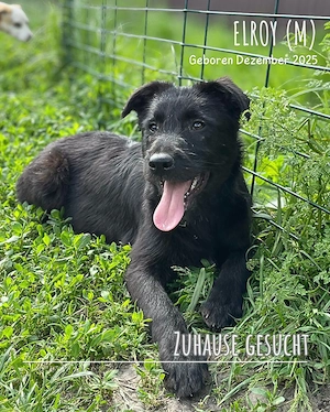 sanfter, liebevoller, menschenbezogener, hübscher Welpenjunge "Elroy" sucht ein Zuhause 