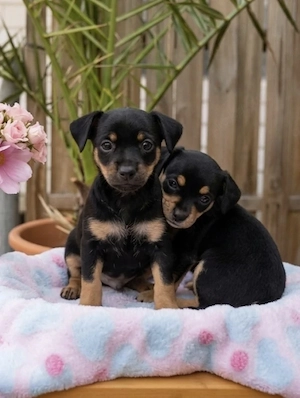 Chihuahua Mix Welpen 