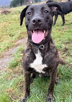 Cane Corso - Schäferhund Mix Rüde sucht neues Zuhause