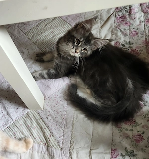 =^..^=Traumhaft schöne Maine Coon kitten mit Stammbaum aus seriöser Zucht =^..^=