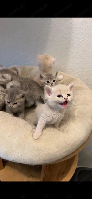   Wunderschöne British-Kurzhaar-Kitten suchen ein liebevolles Zuhause   