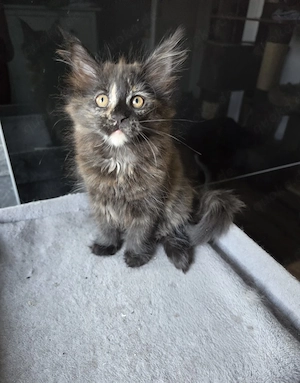 Maine Coon