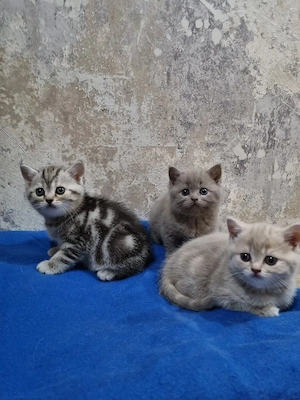 BKH Kitten Abgabe Bereit