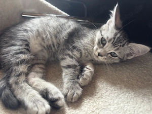 Kleine Maine Coon mix Kitten 