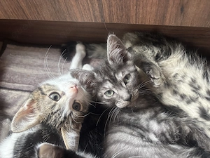 Kleine Maine Coon mix Kitten 