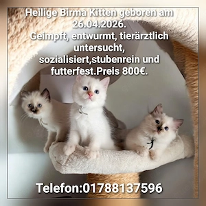 Noch 3 typvolle Heilige Birma Kitten sehr kinderlieb und anhänglich 