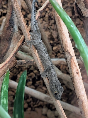 1.0 Strophurus spinigerus (DNZ)
