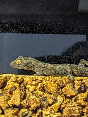 1.0 Strophurus spinigerus (DNZ)