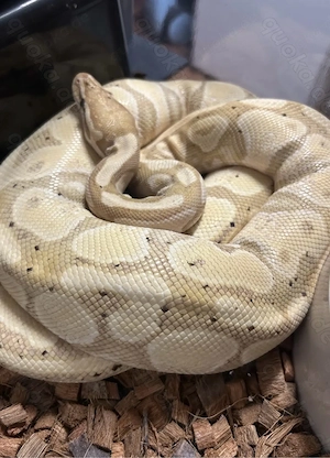 0.1 Banana 100%het Piebald NZ 19 Python regius