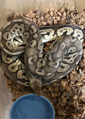 1.0 Cinnamon - Pastel 100%het Ghost NZ 15 Python regius