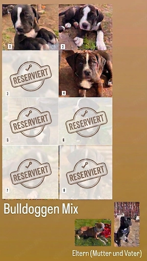 Bully-mix-Welpen 