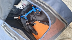 Super lieber Galgo mix