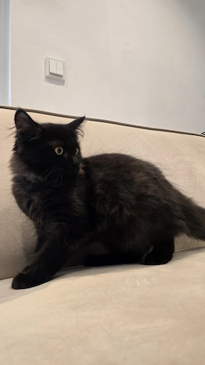 Maine Coon BKH mix