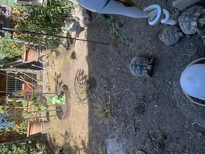 Griechische Landschildkröten in verschiedenen Altersklassen in gute Hände und mit Nachweis für Freig