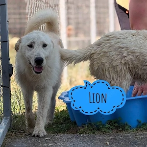 Lion, junger und bildhübscher Labrador Mix, super verträglich, auch mit Katzen
