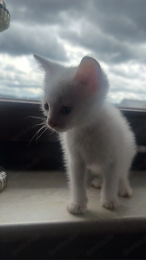 bkh mix kitten 