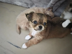 Chihuahua welpen 