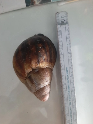 Achatschnecken.