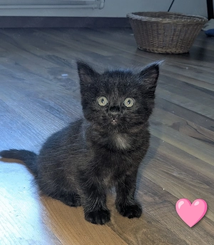 2 Hübsche Mix Kitten suchen noch ein liebevolles Zuhause =)