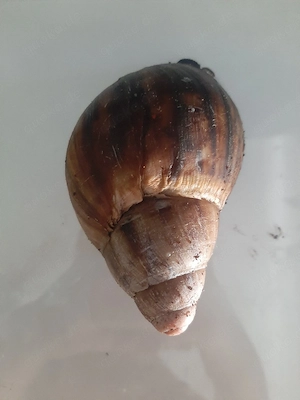 Achatschnecken.