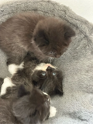 Maine Coon Mix suchen Katzeneltern