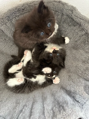 Maine Coon Mix suchen Katzeneltern