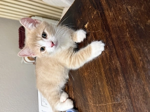 Kleiner Kater sucht neues zuhause 