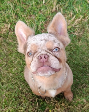 Französische Bulldogge Fluffy